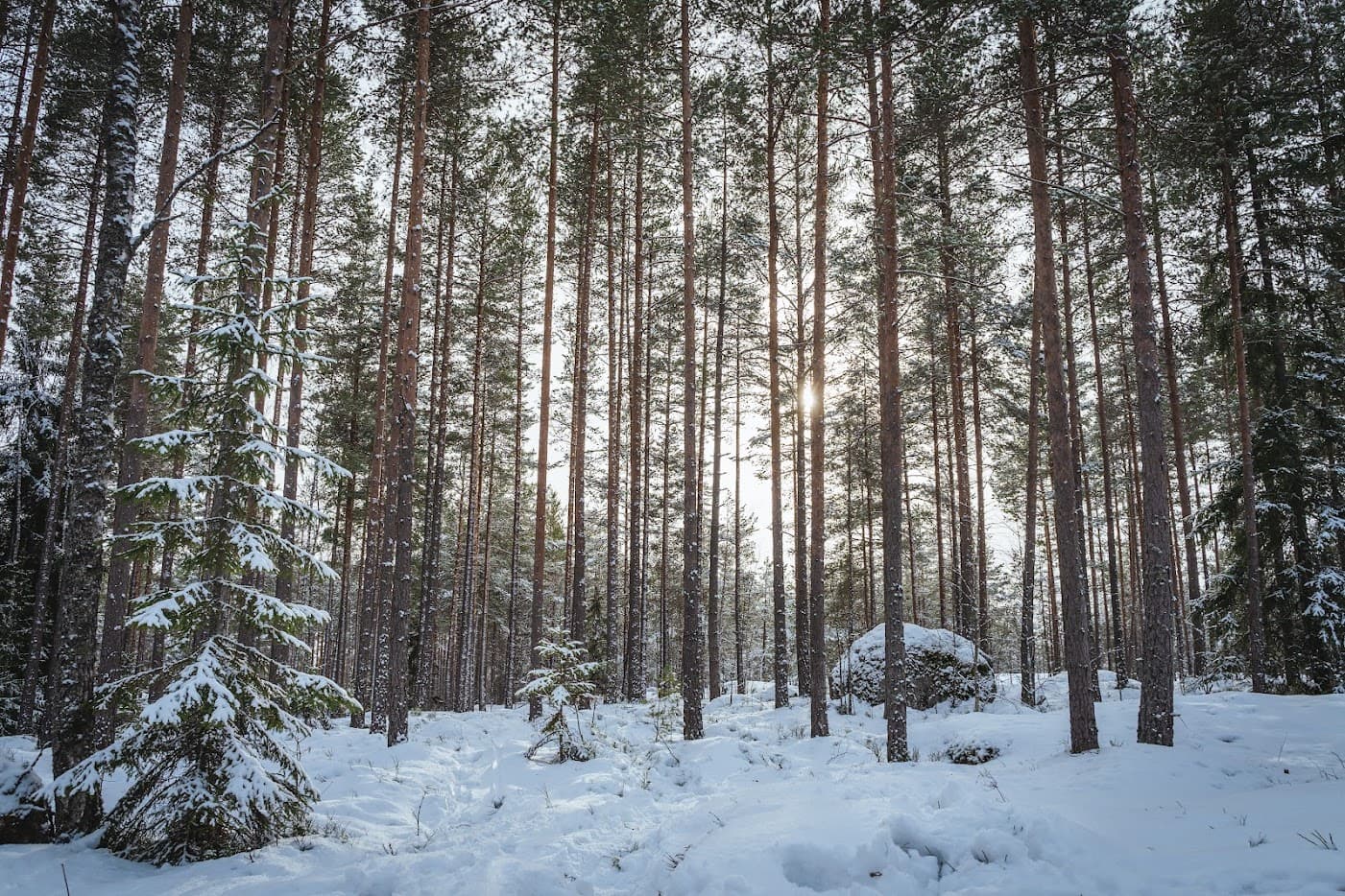 Vinterhajk 2023 Skog